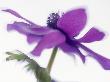 Purple Poppy, Multiple Exposures by Ernst Kucklich Limited Edition Print