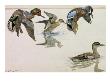 A Painting Of A Pair Of Green-Winged Teals And Blue-Winged Teals by Louis Agassiz Fuertes Limited Edition Print