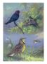 Painting Of An Eastern Cowbird Pair And Eastern Meadowlarks by Allan Brooks Limited Edition Print