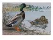 A Painting Of A Male And A Female Mallard by Louis Agassiz Fuertes Limited Edition Print