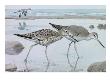 A Painting Of Willets In Both Winter And Summer Plumage by Louis Agassiz Fuertes Limited Edition Print