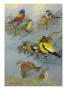 A Painting Of Several Pairs Of Birds by Allan Brooks Limited Edition Print