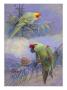 A Painting Of A Carolina Parakeet And A Thick-Billed Parrot by Allan Brooks Limited Edition Pricing Art Print