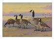 A Painting Of Several Species Of Goose, Related To The Canada Goose by Allan Brooks Limited Edition Pricing Art Print