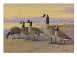 A Painting Of Several Species Of Goose, Related To The Canada Goose by Allan Brooks Limited Edition Pricing Art Print