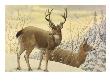 A Painting Of Two Black-Tailed Deer Standing In The Snow by Louis Agassiz Fuertes Limited Edition Print