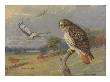 A Painting Of An Adult And Two Immature Red-Tailed Hawks by Allan Brooks Limited Edition Pricing Art Print