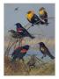 Painting Of Various Blackbirds From Across The United States by Allan Brooks Limited Edition Print