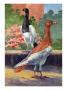 A View Of Two Magpie Pigeons. by National Geographic Society Limited Edition Print