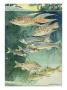 A Variety Of Large Scaled Barbs And Danios. by National Geographic Society Limited Edition Pricing Art Print