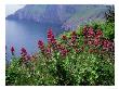 Red Valerian, South Devon by Kidd Geoff Limited Edition Print