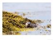 European Otter, Female Foraging Through Seaweed, Scotland by Elliott Neep Limited Edition Print