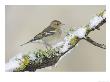 Chaffinch, Adult Female On Branch, Scotland by Mark Hamblin Limited Edition Pricing Art Print