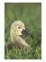 Mute Swan, Cygnet Sitting In Grass by Mark Hamblin Limited Edition Pricing Art Print