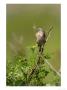 Linnet, Male Perched On Vegetation, Pembrokeshire, Uk by Elliott Neep Limited Edition Pricing Art Print
