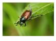 Garden Chafer On Edge Of A Leaf, Oxfordshire, Uk by Elliott Neep Limited Edition Print