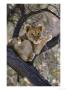 African Lion, Young Cub In Tree, Southern Africa by Mark Hamblin Limited Edition Pricing Art Print
