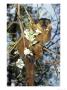 Collared Lemur, Male Feeding On Dogwood, Dupc by David Haring Limited Edition Print