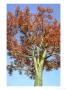 Rowan, Showing Full Autumn Colours, Uk by Mark Hamblin Limited Edition Pricing Art Print