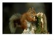 Red Squirrel, Summer Coat, Scotland by Mark Hamblin Limited Edition Print