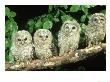 Tawny Owl, Strix Aluco Three Owlets Perched On Branch, W. Yorks by Mark Hamblin Limited Edition Pricing Art Print