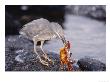 Lava Heron, Preying On Sally Lightfoot Crab, Fernandina Island, Galapagos by Mark Jones Limited Edition Print