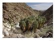 Washingtonia Filifera, Anza-Borrego Desert State Park, Usa by Bob Gibbons Limited Edition Print