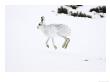 Mountain Hare, Adult Running In Snow, Scotland by Mark Hamblin Limited Edition Print