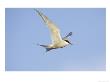 Arctic Tern, Adult In Flight, Iceland by Mark Hamblin Limited Edition Pricing Art Print