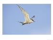 Arctic Tern, Adult In Flight, Iceland by Mark Hamblin Limited Edition Print