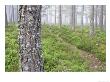 Footpath Through Mist-Laden Caledonian Pine Forest In Summer, Scotland by Mark Hamblin Limited Edition Pricing Art Print