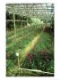 Flower Nursery, Cameron Highlands Malaysia by Dr. Cannon Raymond Limited Edition Print