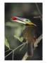 Golden Collared Toucanet, Carrying Fruit, Tambopata, Peruvian Amazon by Mark Jones Limited Edition Print