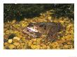 Common Frog, Pair In Amplexus, Uk by Mark Hamblin Limited Edition Print
