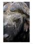 Buffalo, Portrait, Malamala Game Reserve, South Africa by Roger De La Harpe Limited Edition Print