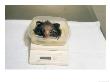 Aye-Aye, 2 Week Old Infant In Container On Scales, Duke University Primate Center by David Haring Limited Edition Print