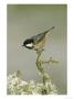 Coal Tit, Perched On Twig In Winter, Scotland by Mark Hamblin Limited Edition Print