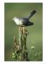 Cuckoo, Cuculus Canorus Male Perched On Post Derbyshire, Uk by Mark Hamblin Limited Edition Print