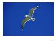 Lesser Black-Backed Gull In Flight, Pembrokeshire, Uk by Elliott Neep Limited Edition Print