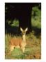 Red Deer, Cervus Elaphus Hind On Woodland Edge Uk by Mark Hamblin Limited Edition Pricing Art Print