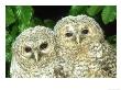 Tawny Owl, Strix Aluco Chicks, Close-Up Portraits W. Yorks, Uk by Mark Hamblin Limited Edition Pricing Art Print