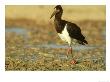 Abdims Stork, Kalahari Gemsbok National Park, South Africa by Tim Jackson Limited Edition Print