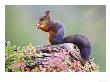Red Squirrel, Adult On Fallen Log Eating A Hazelnut, Norway by Mark Hamblin Limited Edition Print