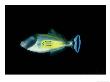 Horseshoe Leatherjacket, Kangaroo Island, Australia by Karen Gowlett-Holmes Limited Edition Print