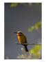 Whitefronted Bee-Eater, Perched On A Branch, Mashatu Game Reserve, Botswana by Roger De La Harpe Limited Edition Print