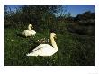 Mute Swan by Mark Hamblin Limited Edition Print