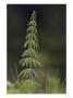 Giant Horsetail, Norway by Mark Hamblin Limited Edition Pricing Art Print