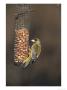 Greenfinch, Male Feeding On Peanutfeeder, Uk by Mark Hamblin Limited Edition Pricing Art Print