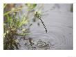 Golden Ringed Dragonfly, Female In Flight Ovipositing, Scotland by Mark Hamblin Limited Edition Print