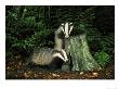 Badger, Cubs On And Around Tree Stump, Uk by Mark Hamblin Limited Edition Print